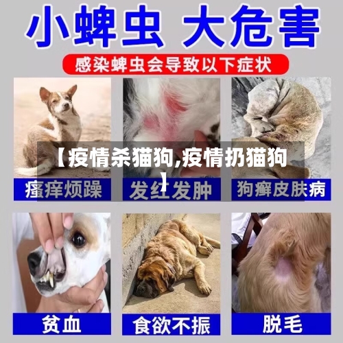 【疫情杀猫狗,疫情扔猫狗】-第1张图片