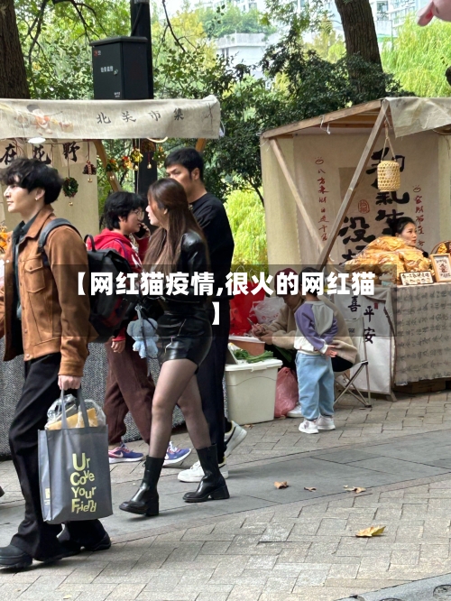 【网红猫疫情,很火的网红猫】-第1张图片
